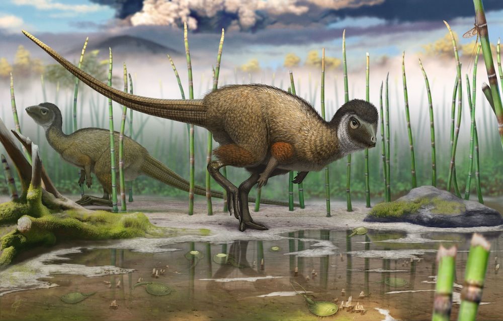 New Feathered Dinosaur Species