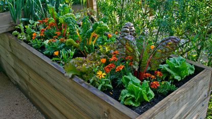 Raised garden bed filled with leafy greens