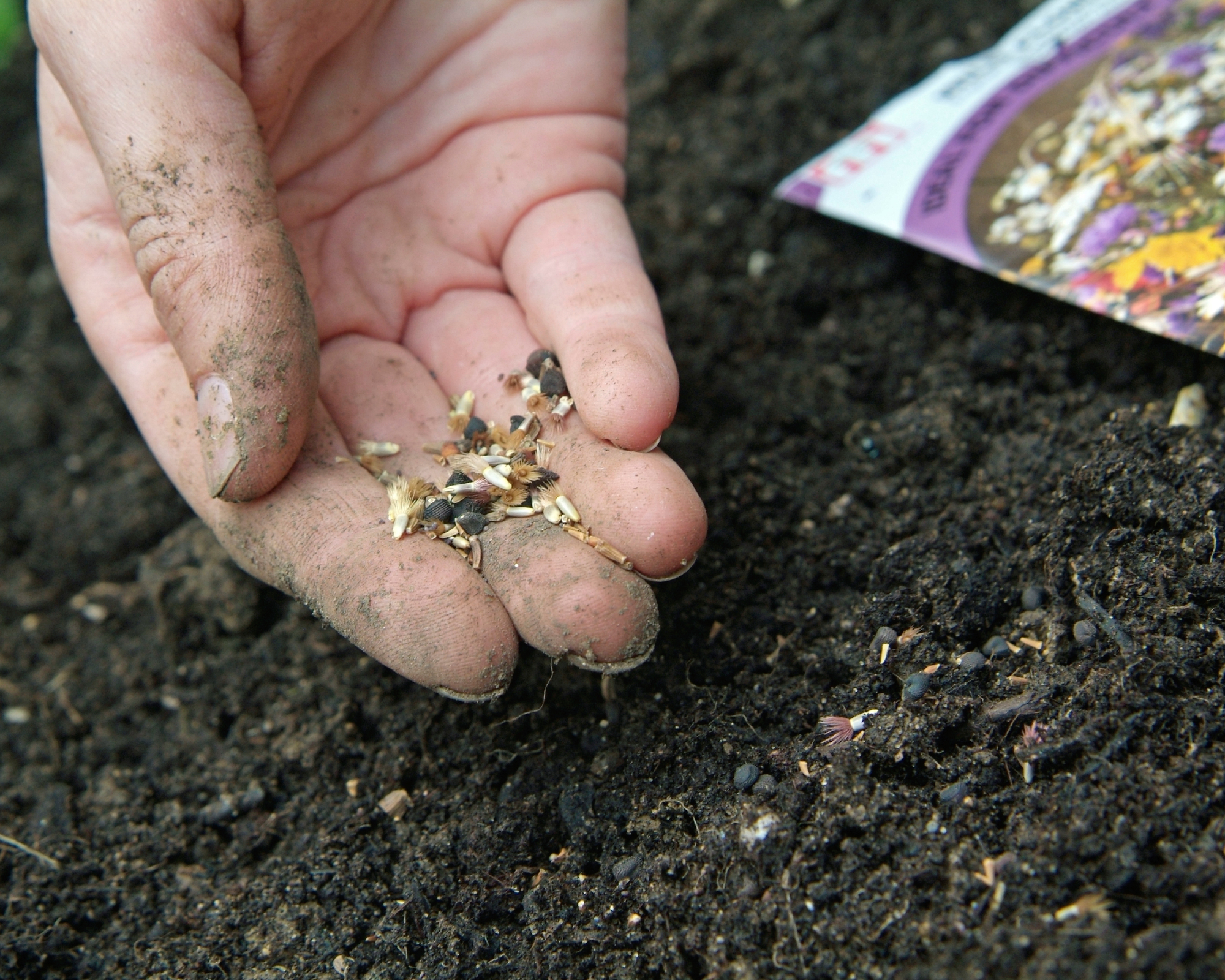 hand with annual flower seeds ready to direct sow