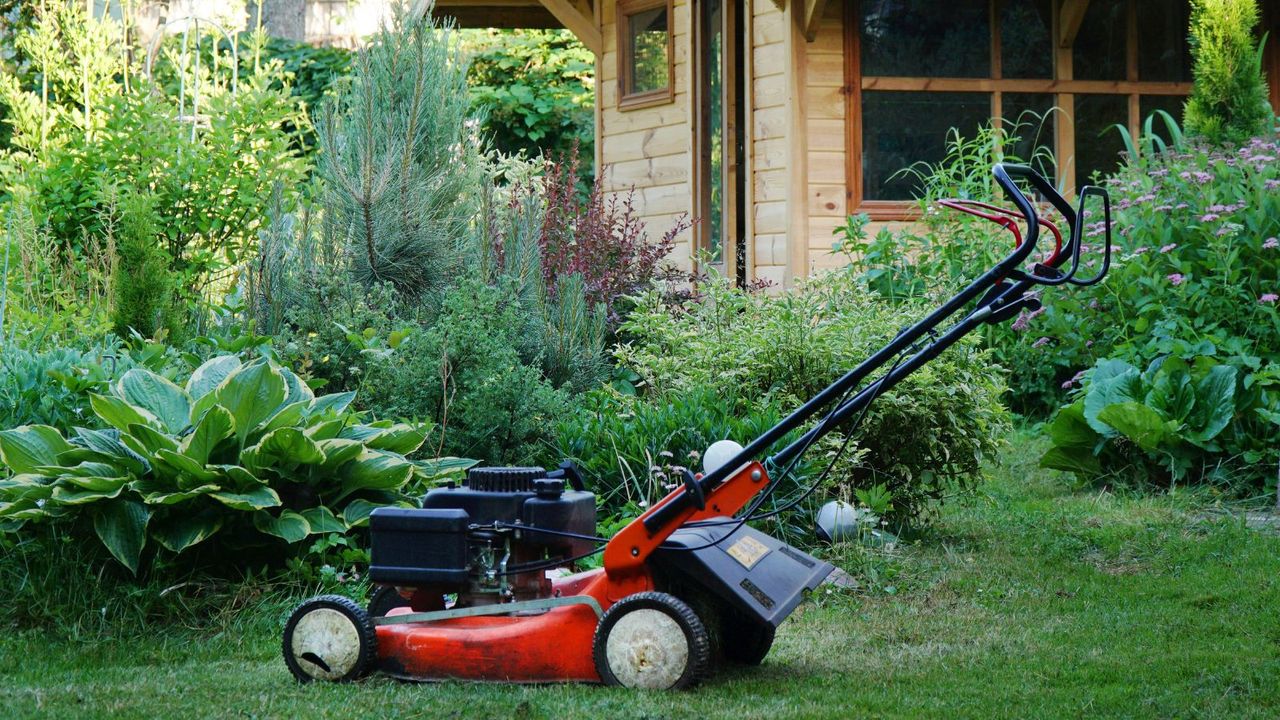 A gas mower in a yard in front of a border with a wooden shed behind