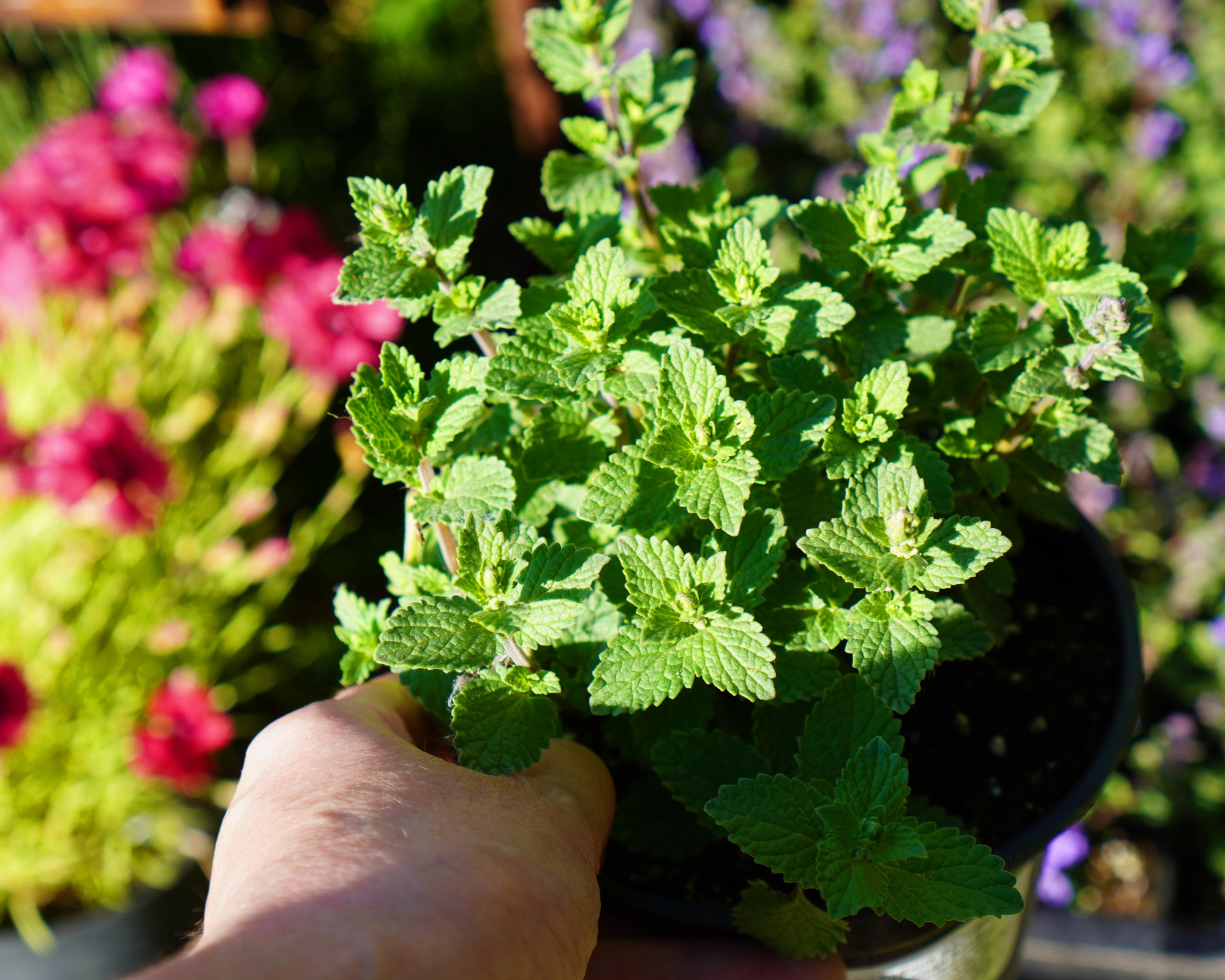 catnip growing in a pot
