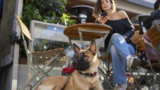 a large dog lies patiently next to a table at an outdoor cafe with their pet parent