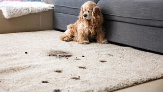 Dog with muddy paw prints