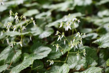 Strawberry Geranium Plant