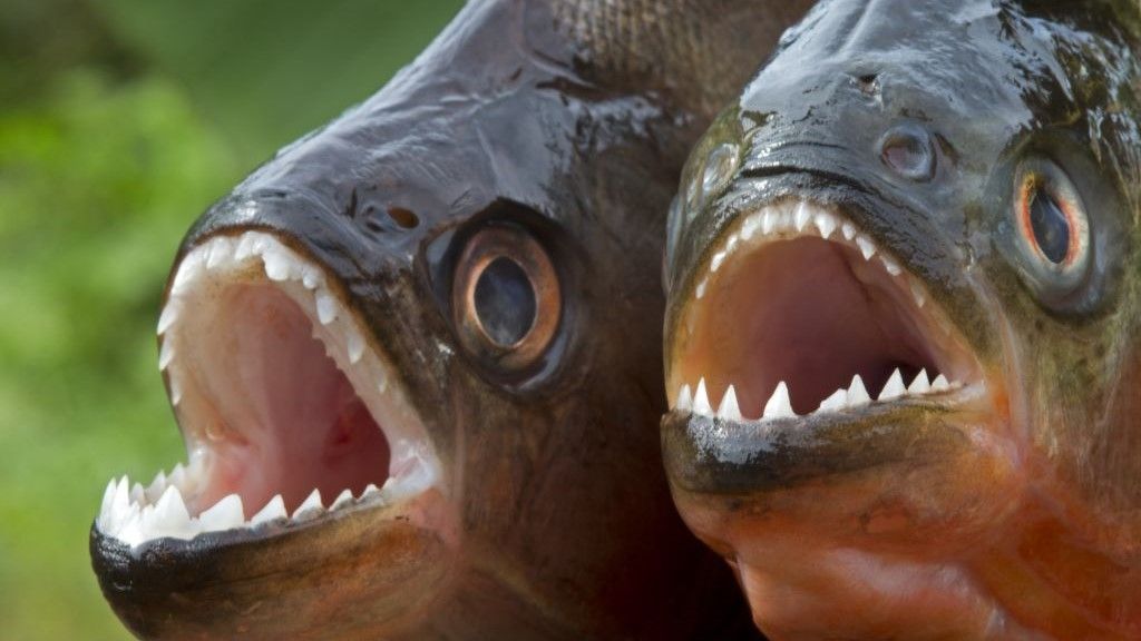 Piranhas swarm 8 tourists at Brazilian resort, leaving them with