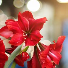 amaryllis plant with red flowers 