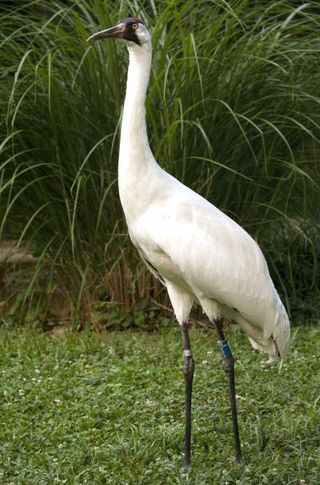 Rocky, the National Zoo's new whooping crane. He is 5 feet tall and has a plume of white feathers, save for a patch of red and black feathers between his beak and the nape of his neck.