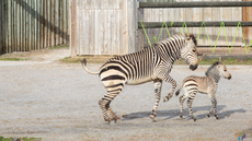 Hartmann&rsquo;s mountain zebra foal born Zoo Knoxville Tennessee United States