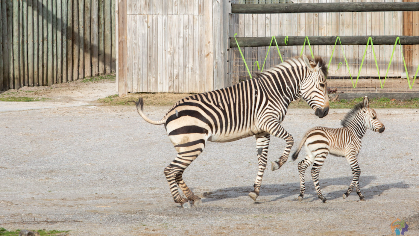 Hartmann&amp;rsquo;s mountain zebra foal born Zoo Knoxville Tennessee United States