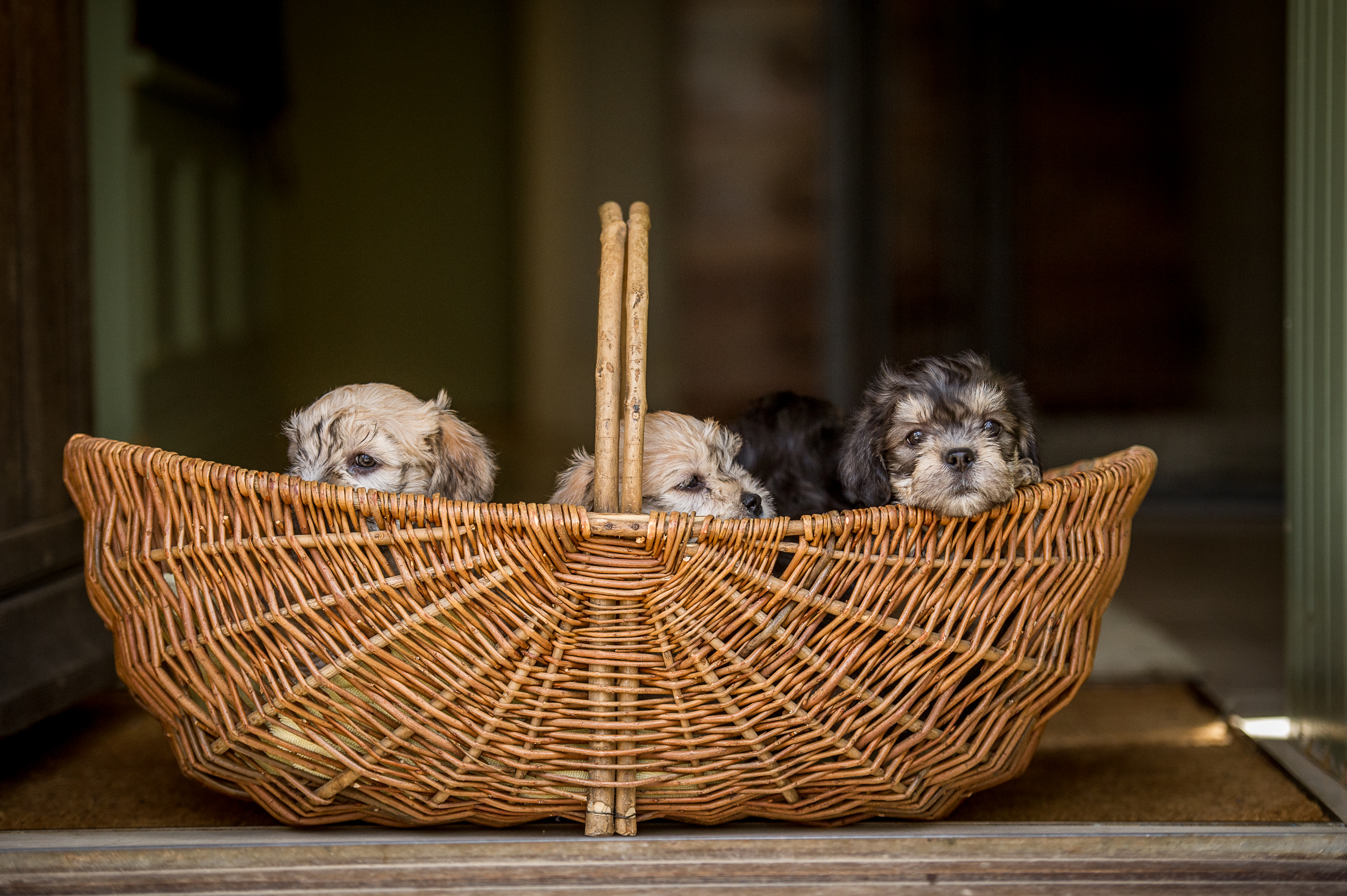 Three Dandie Dinmont Terrier puppies lying in a wicker basket, peeking over the edge with curious expressions.