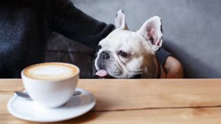 French bulldog eyeing up cappucino
