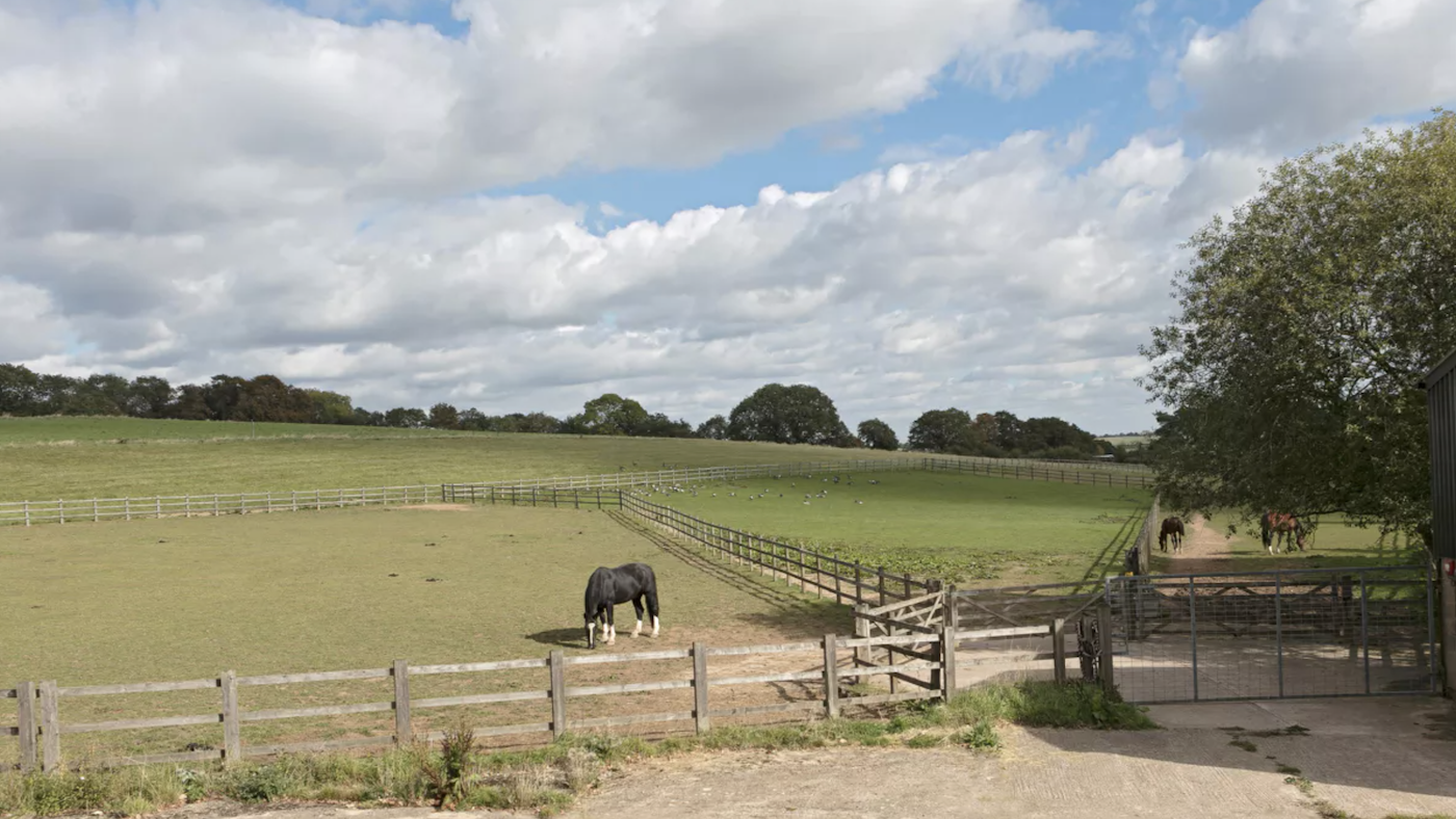 Horses grazing in fenced paddocks at Mockley Wood Farm Warks