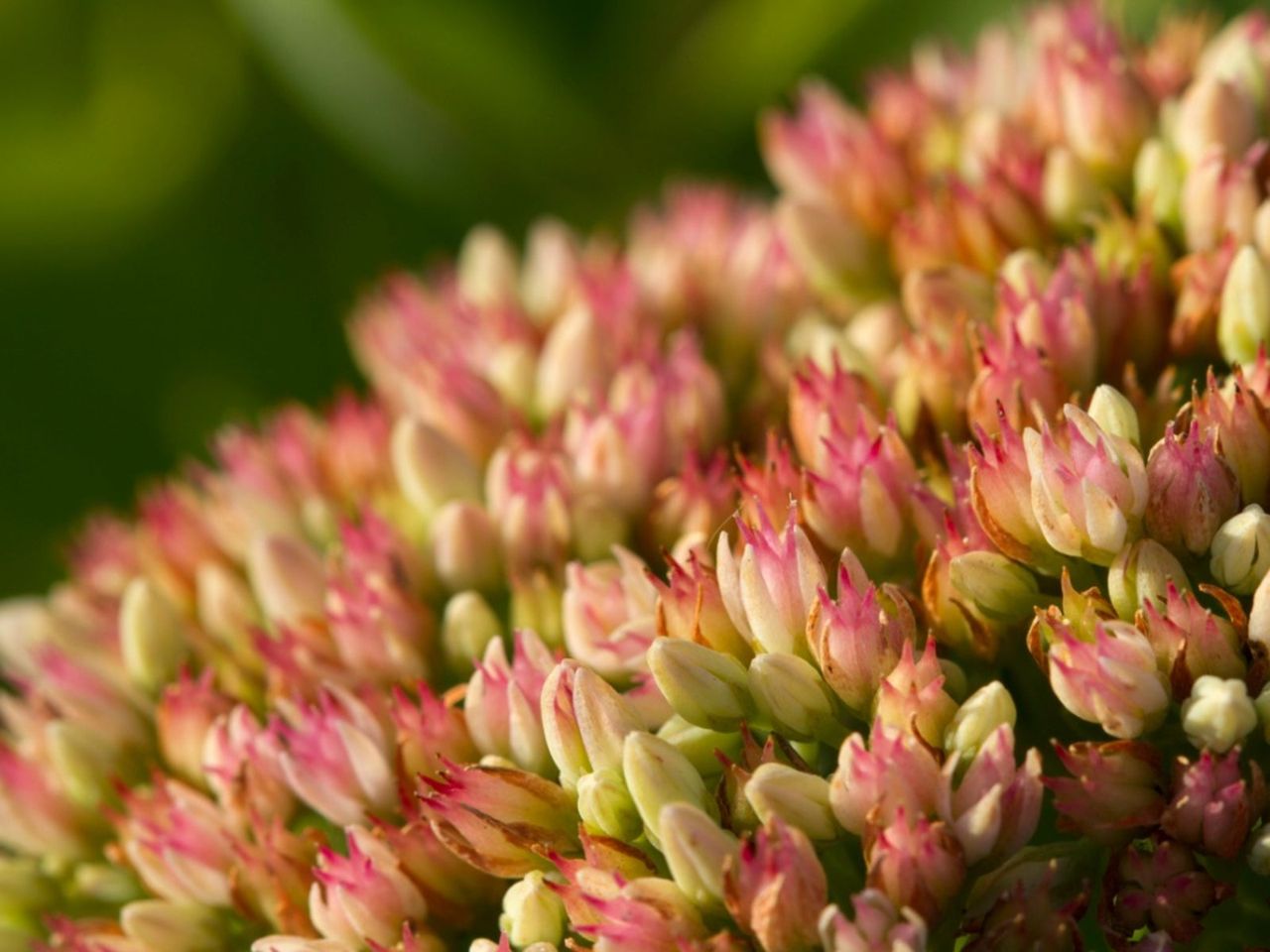 Stonecrop Plant