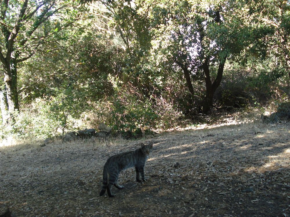 European Wildcat