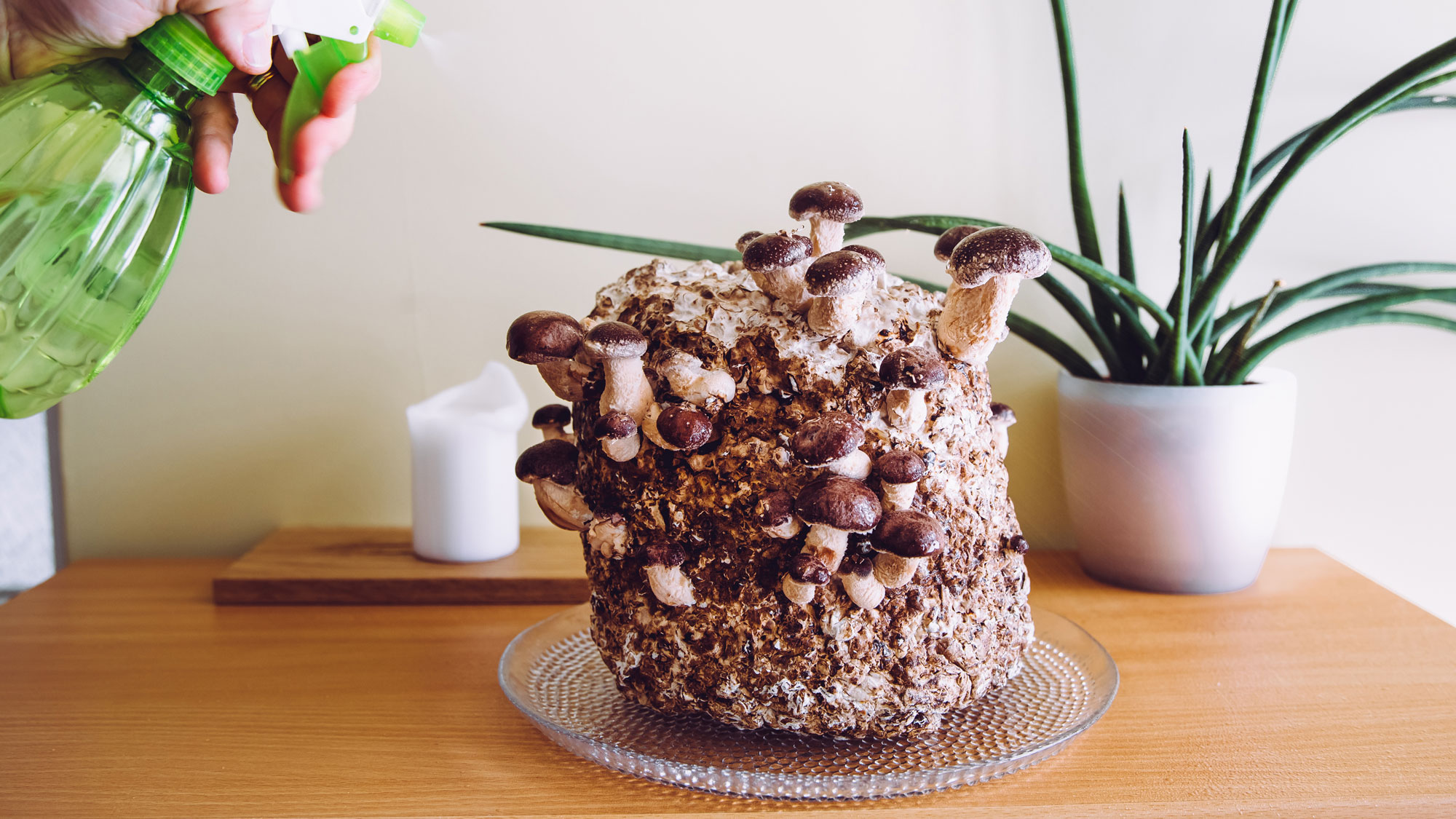 mushrooms being grown indoors with water mister