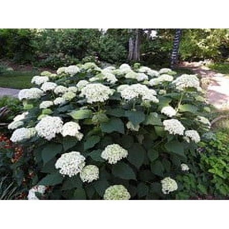 Annabelle Hydrangea Live Plant 12-18&quot; in Height in a #3 Container