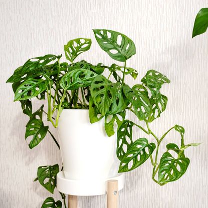 Plant with holes in leaves sits in white pot