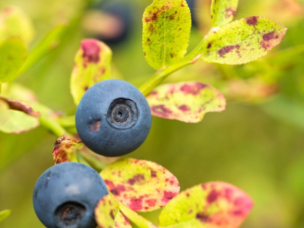 Treating A Blueberry With Leaf Spot Diagnosing Leaf Spots On