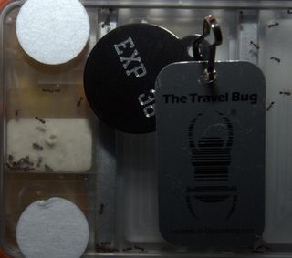 Ants and Travel Bug on ISS