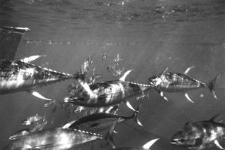 Yellowfin tuna generally contain less methylmercury than bigeye tuna, in part because they spend less time feeding in the deep. 