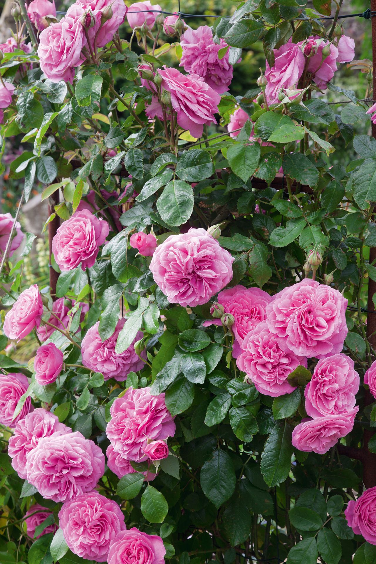 Planting roses: rose &#039;gertrude jekyll&#039; in a small garden