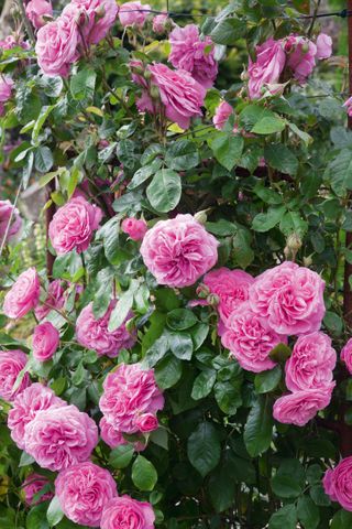 rose 'gertrude jekyll' in a small garden