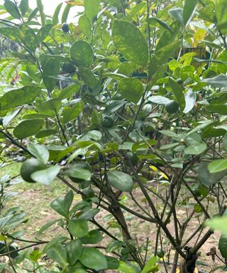 Calamansi lime tree with small lime fruits