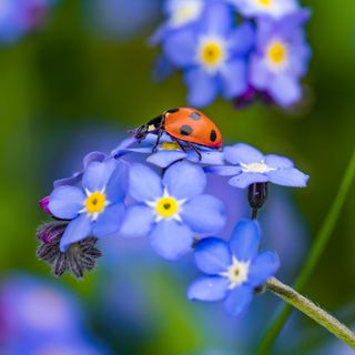 Ladybird on flowers