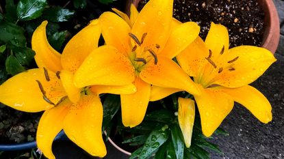 yellowish orange potted day lily flowers after a rain 