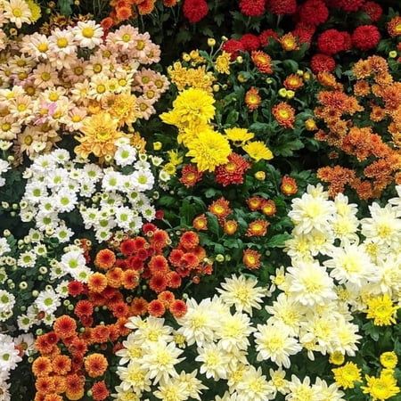 4 Mixed Chrysanthemum Plants