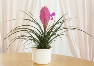 Pink Quill plant in a pot