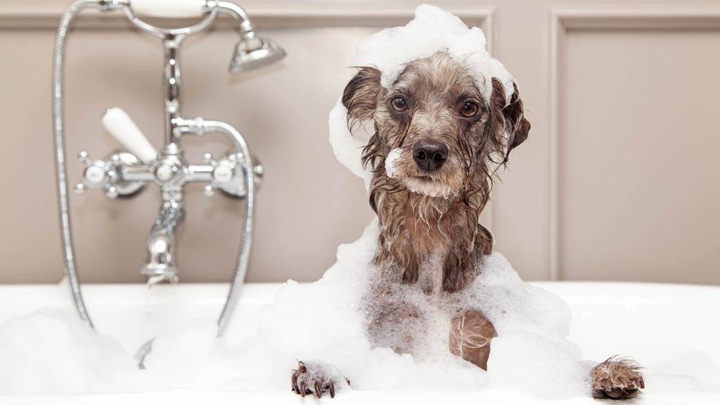 7 ways to remove pet odor from your home Tom's Guide