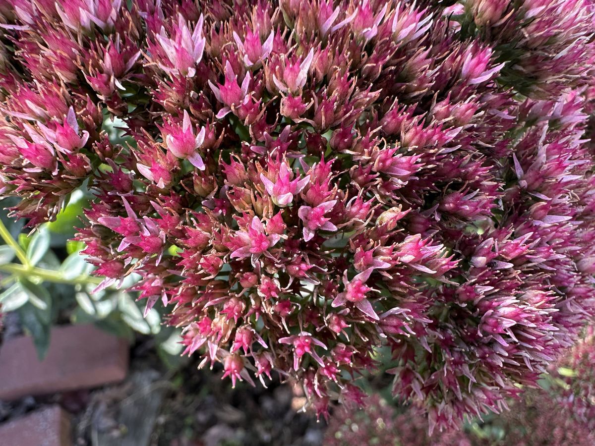 Apple iPhone 14 Pro Max Macro Sample.