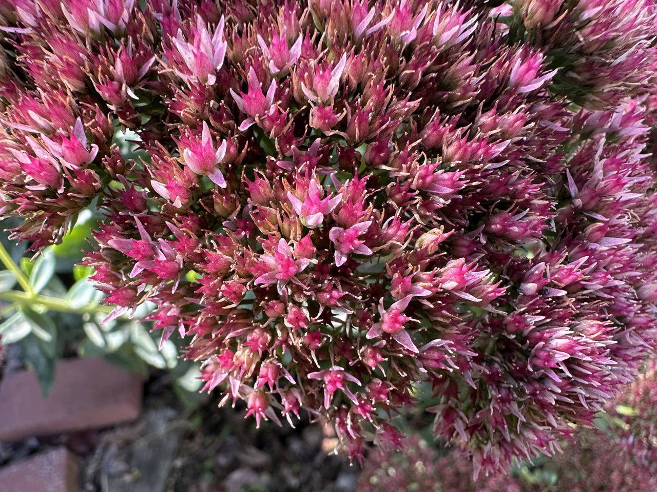 Apple iPhone 14 Pro Max Macro Sample.