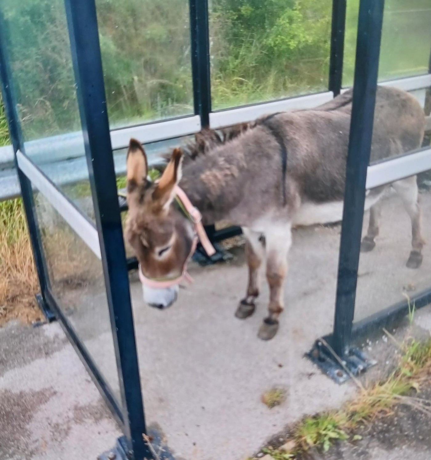 murphy-the-donkey-2-copy.jpg