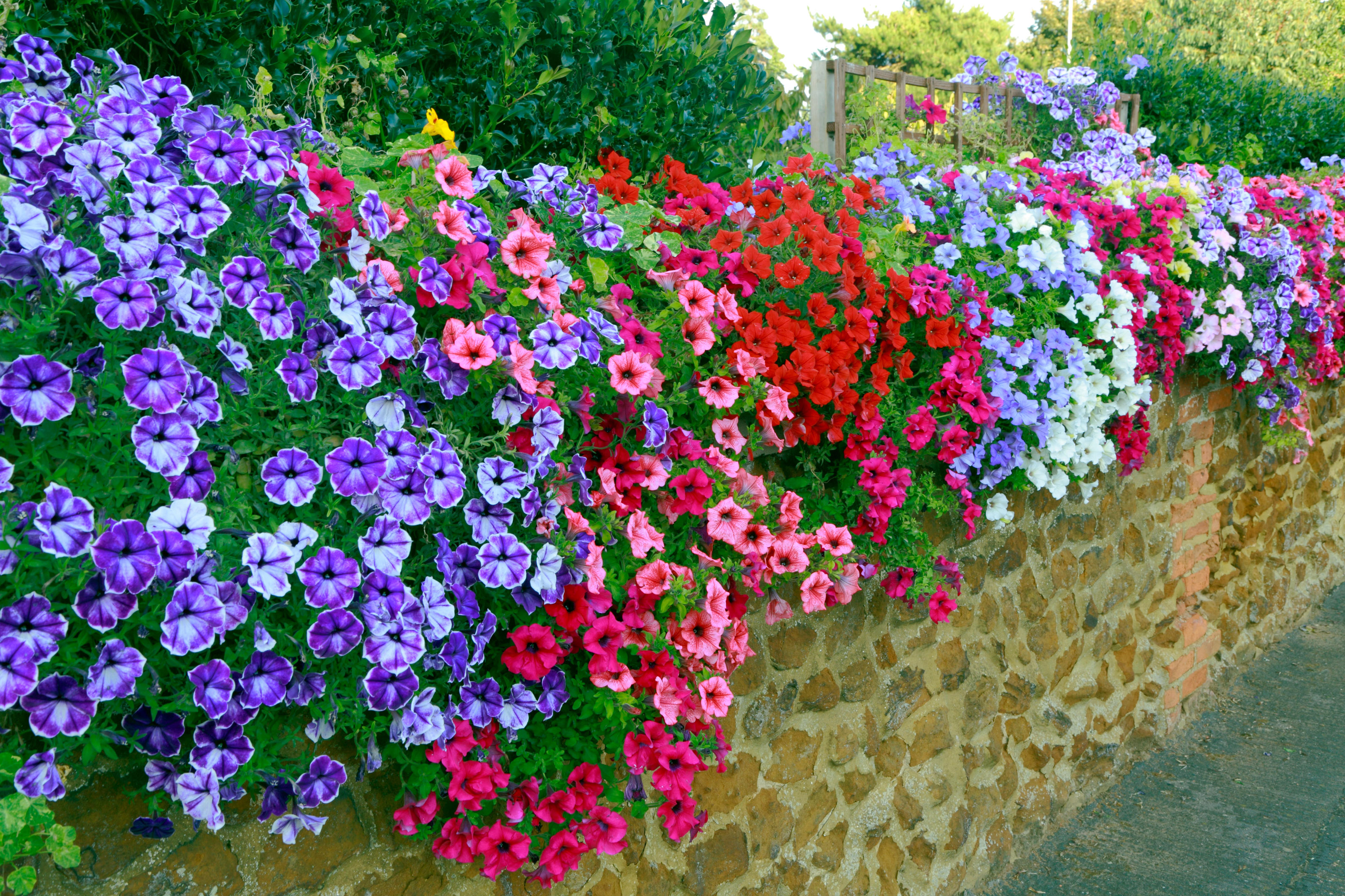 front garden wall ideas: trailing plants growing over the top of a stone wall