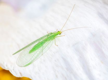 Pest advice for controlling Lacewing