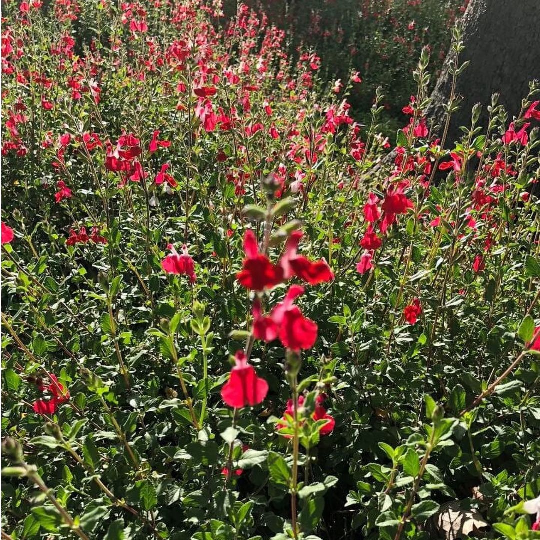 Organic Live USA Red Autumn Sage (Salvia Greggii) Cuttings