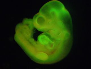 mouse fetus