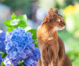 Cat with hydrangeas in background