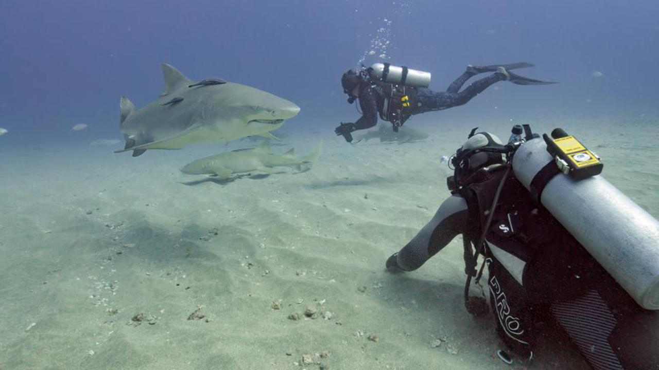 Captura de pantalla de “Belly of the Beast: Feeding Frenzy” - Shark Week 2023.