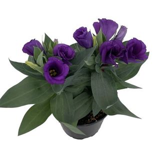 Purple Eustoma Lisianthus 