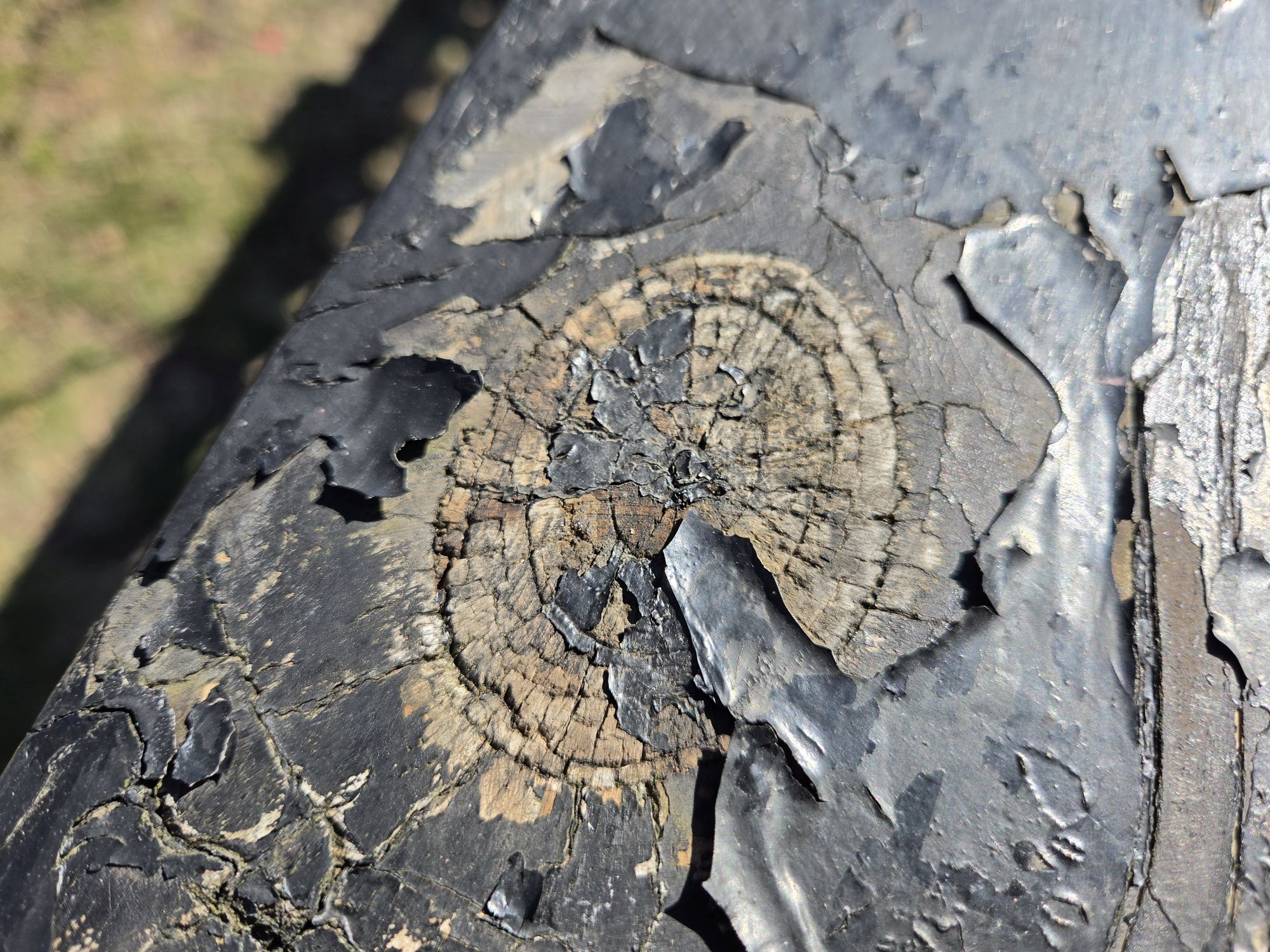 Samsung Galaxy S26 camera sample.