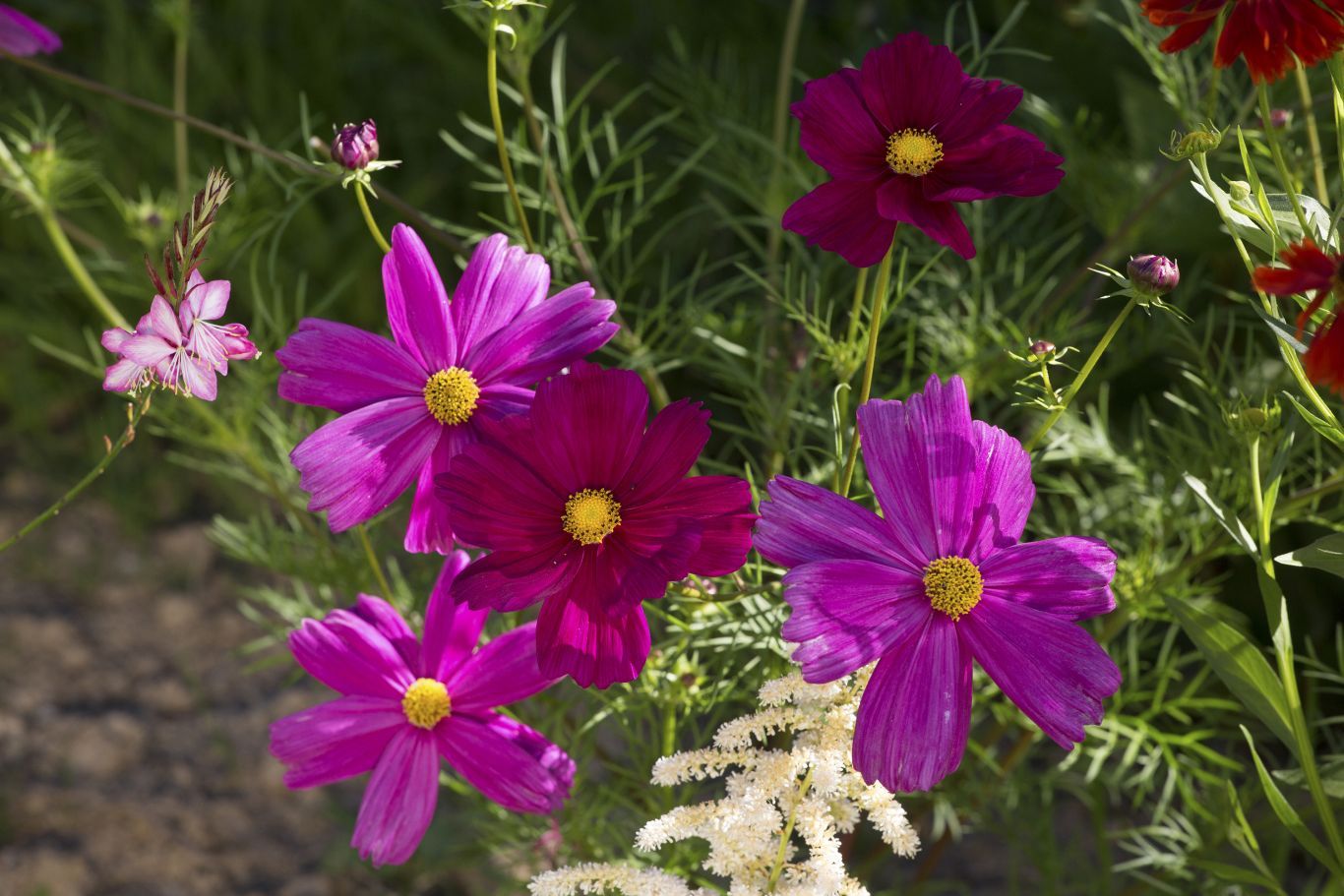 How to start a cut flower garden from the best floral picks to care tips and more Real Homes