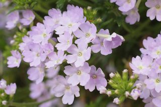 Verbena 'Aztec Silver Magic'