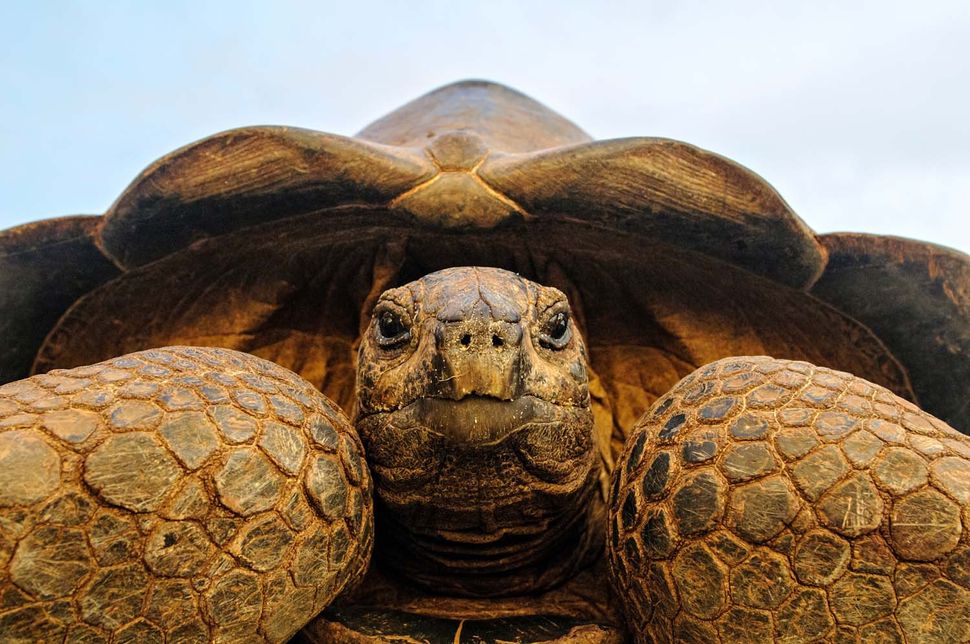 "Aldabra" được chụp bởi nhiếp ảnh gia  Martin Van Lovken, tác phẩm giành chiến thắng tại hạng mục Nhóm động vật khác