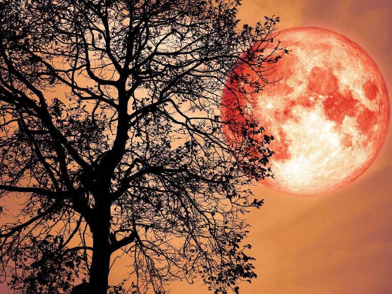 Sky, Nature, Tree, Branch, Celestial event, Orange, Atmosphere, Astronomical object, Moon, Woody plant, 