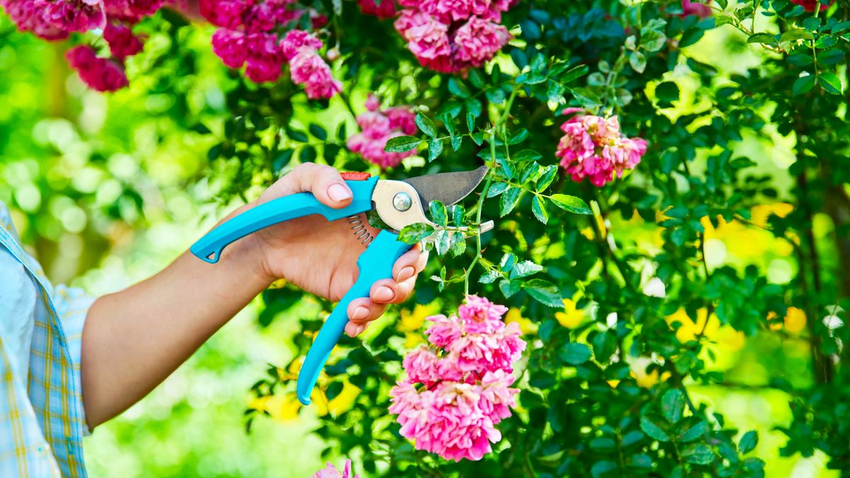 7 Plants to Prune in July Before it’s Too Late – Next Year’s Flowers Depend On the Right Timing