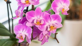 The purple and yellow flowers of an orchid