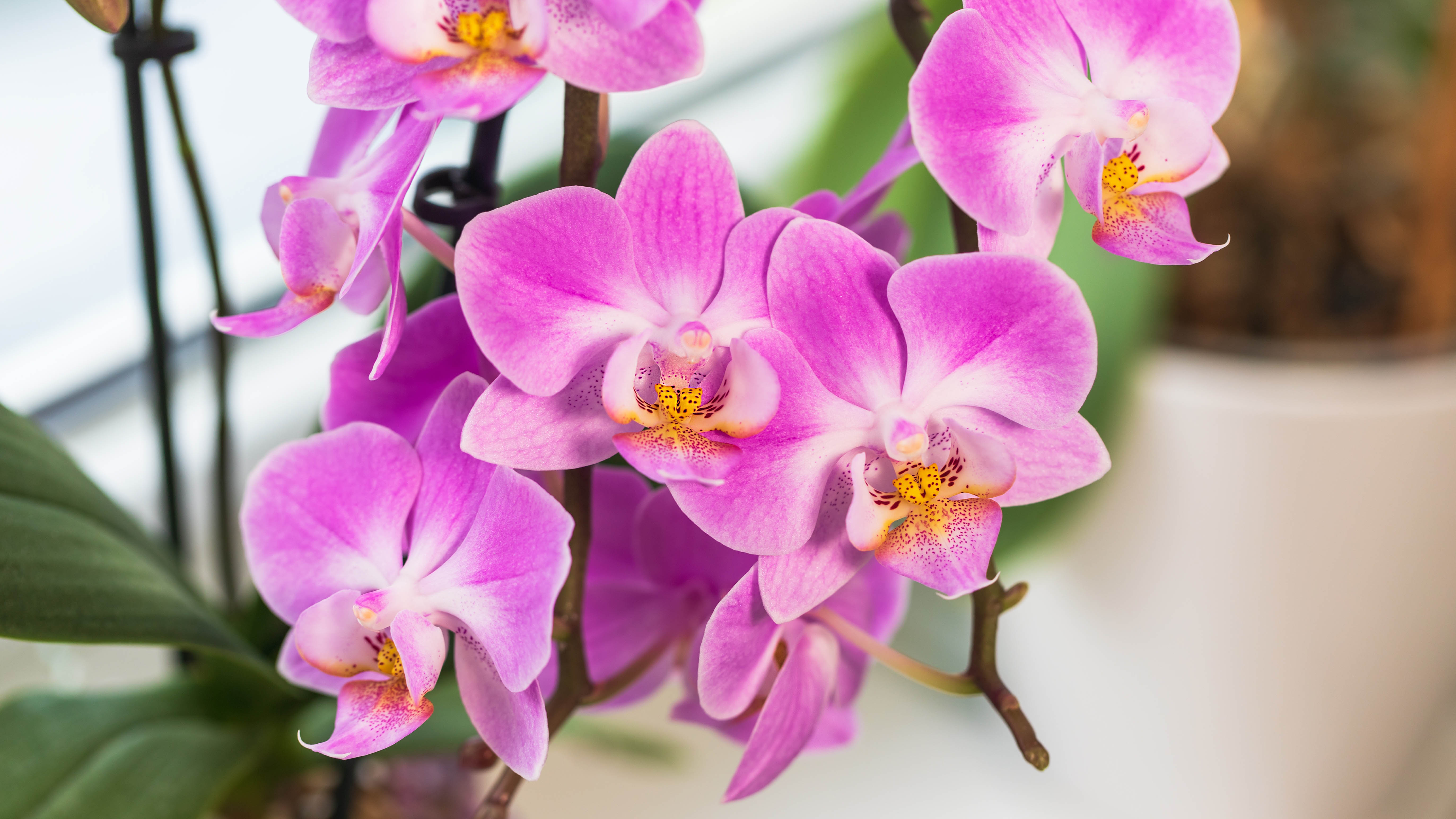 Фиолетовые и желтые цветы орхидеи